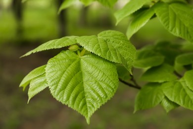 Tree branch with green leaves outdoors, closeup. Spring season