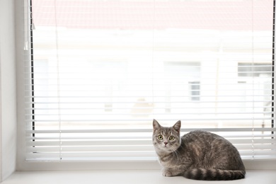 Photo of Cute tabby cat near window blinds on sill indoors, space for text