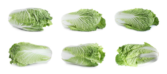 Set of fresh Chinese cabbages on white background. Banner design