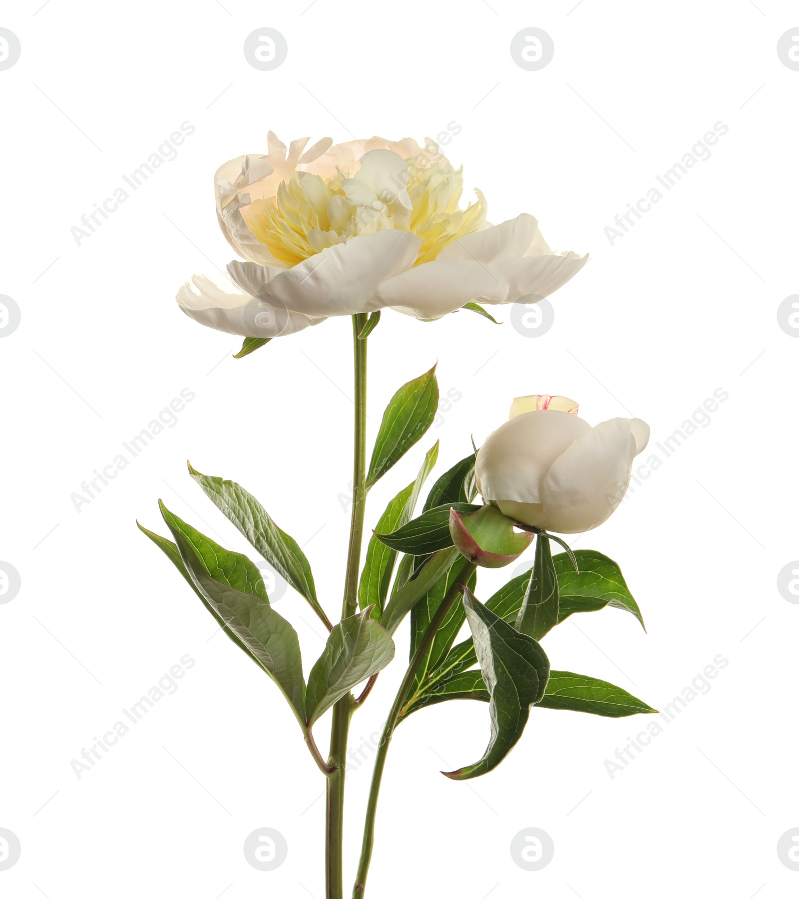 Photo of Fragrant peonies on white background. Beautiful spring flowers