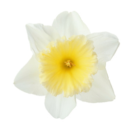 Photo of Beautiful narcissus isolated on white, closeup. Spring flower