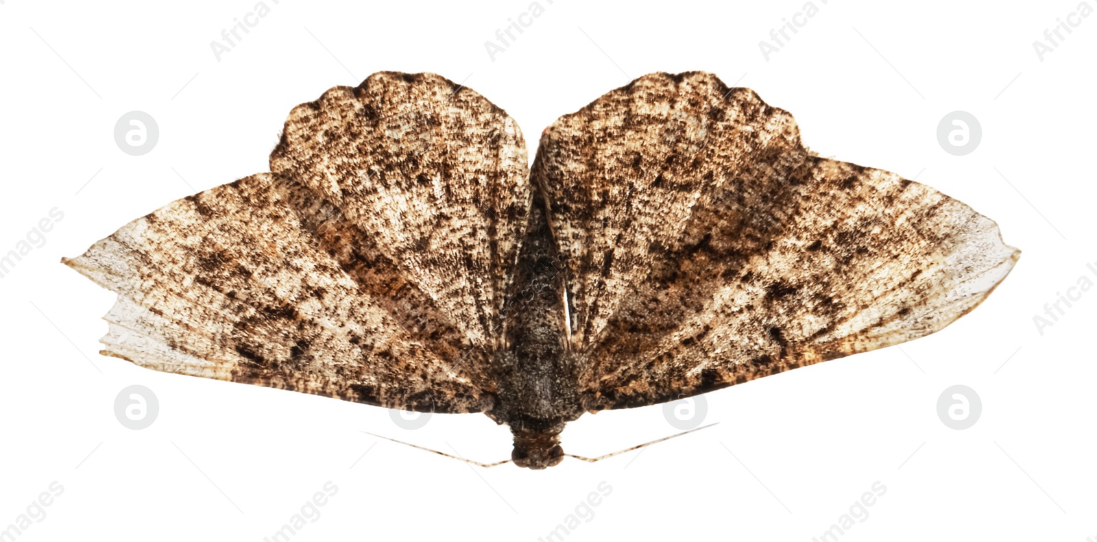 Photo of Single Alcis repandata moth isolated on white, top view