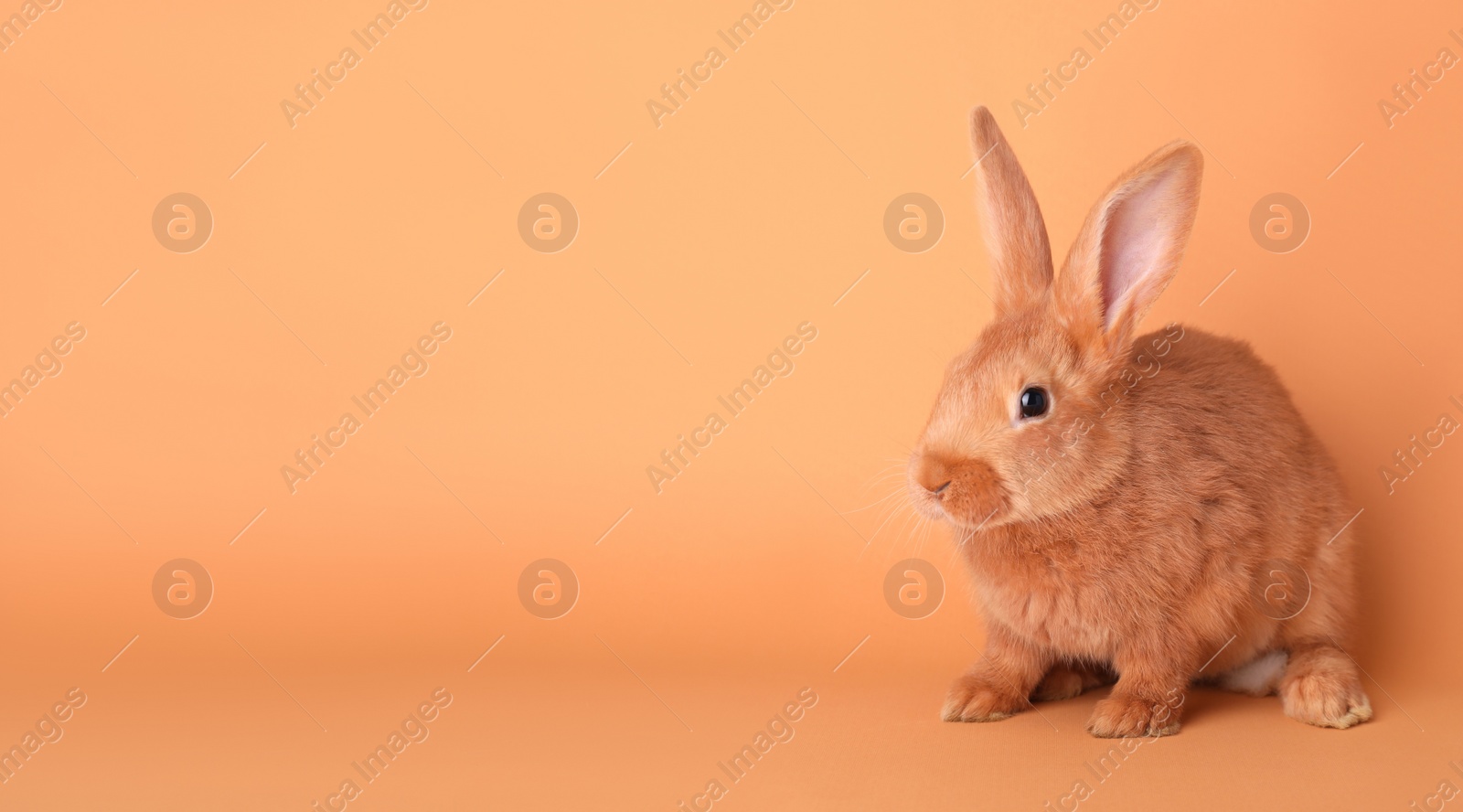 Photo of Cute bunny on orange background. Easter symbol