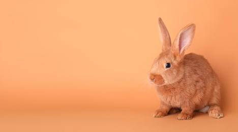 Cute bunny on orange background. Easter symbol