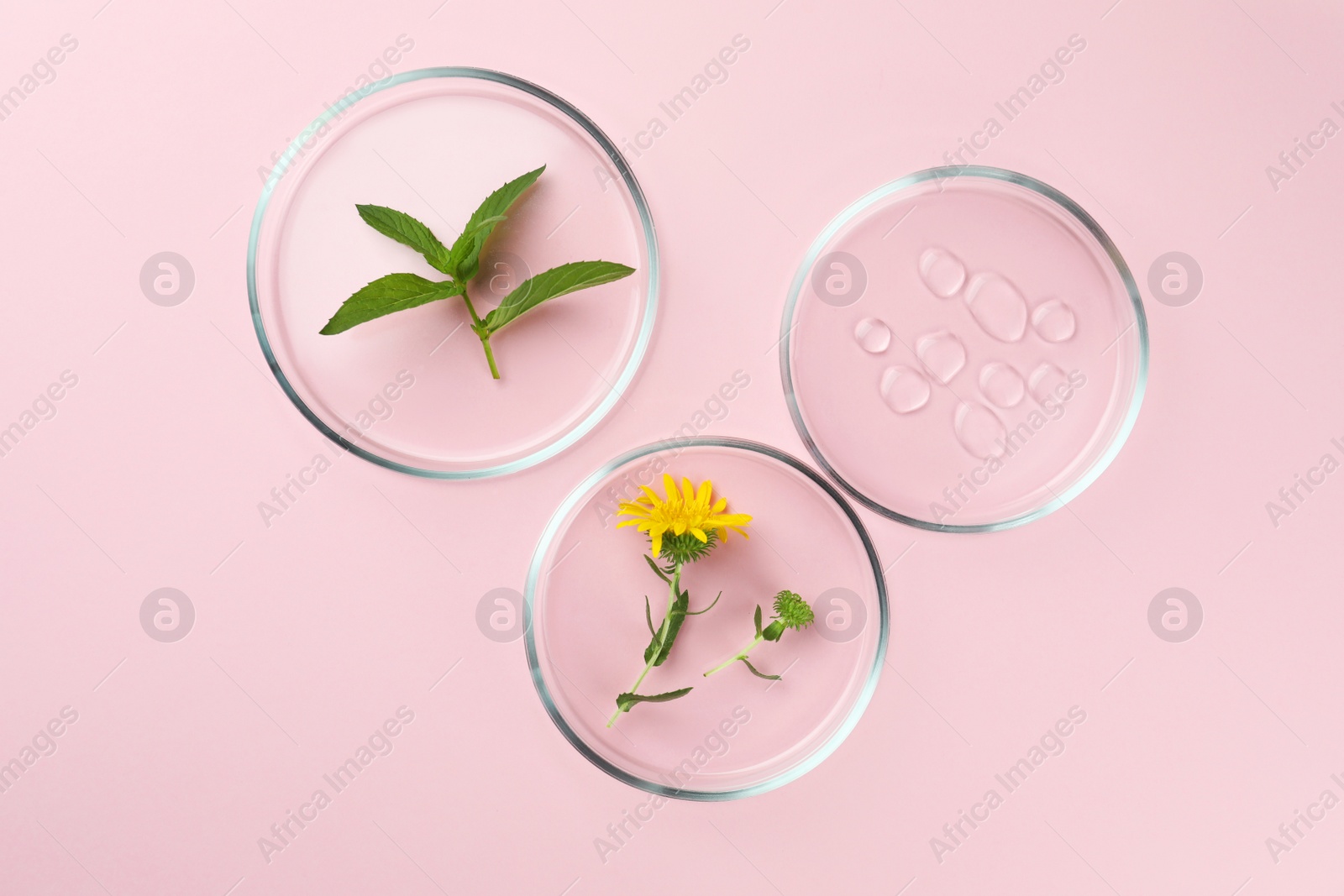 Photo of Petri dishes with different plants and cosmetic products on pink background, flat lay