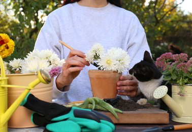 Photo of Woman transplanting flowers into pot near cat in garden, closeup