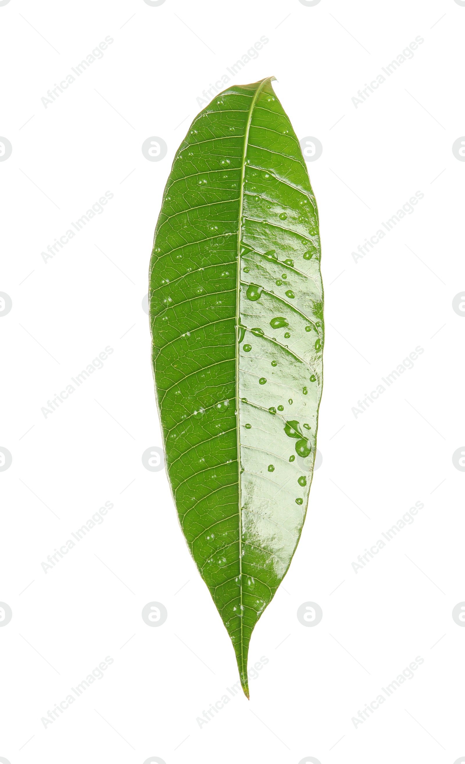 Photo of Green mango leaf with water drops on white background