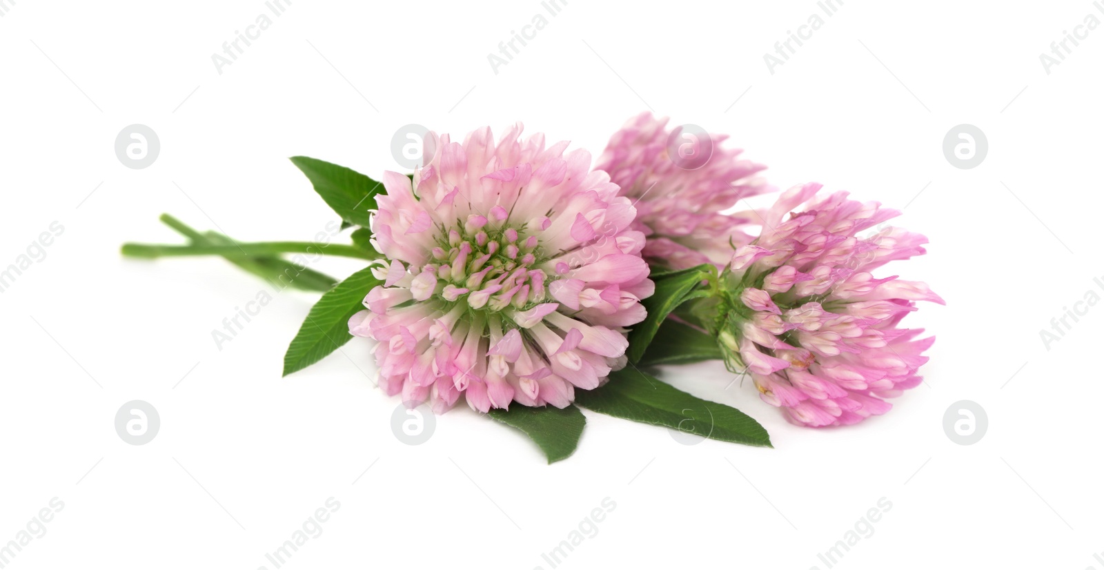 Photo of Beautiful blooming clover flowers on white background