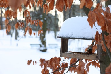 Photo of Cute bird in wooden birdhouse in snowy park. Space for text