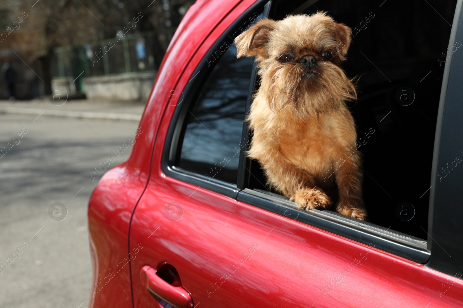 Photo of Adorable little dog looking out from car window. Exciting travel