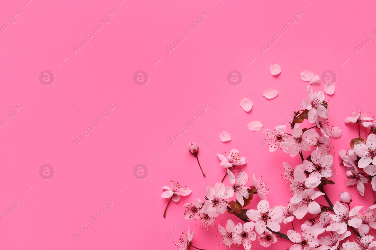 Photo of Cherry tree branch with beautiful blossoms on pink background, flat lay. Space for text