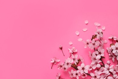Photo of Cherry tree branch with beautiful blossoms on pink background, flat lay. Space for text