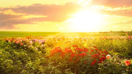 Photo of Bushes with beautiful roses outdoors on sunny day