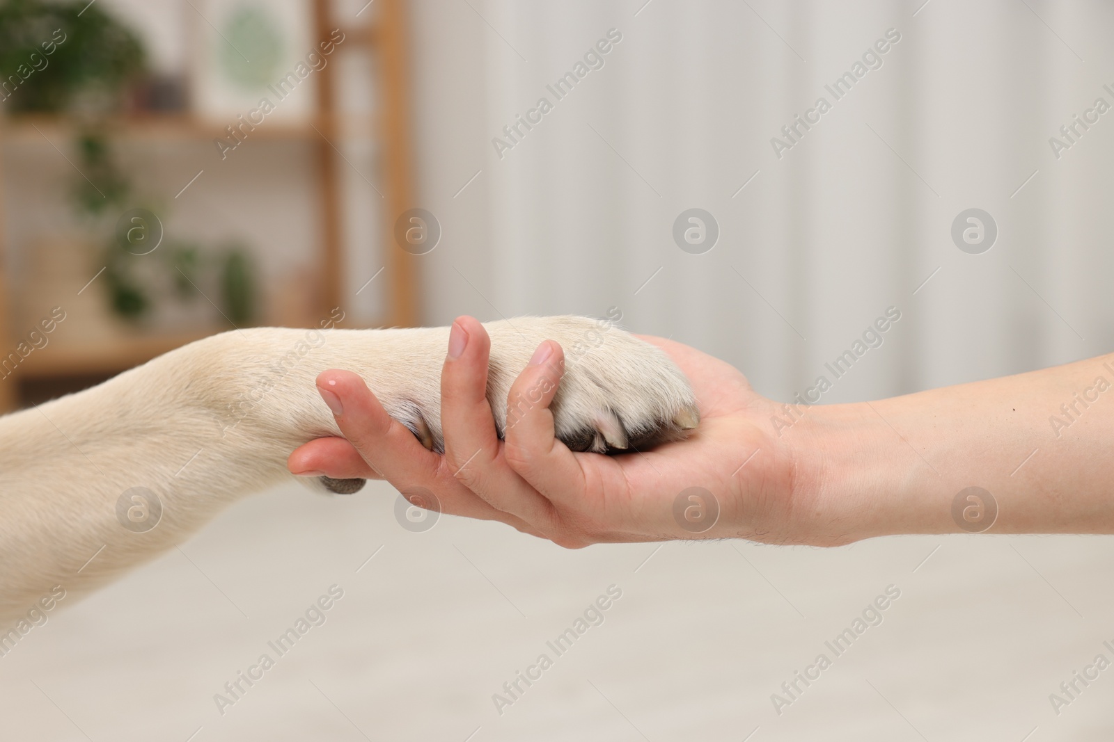 Photo of Dog giving paw to man at home, closeup