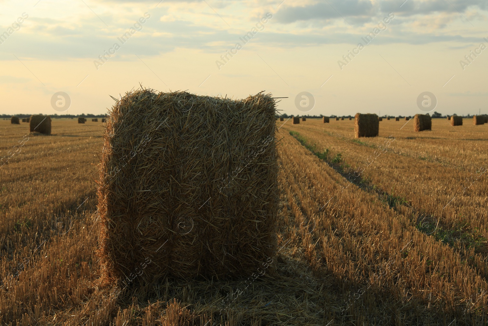 Photo of Beautiful view of agricultural field with hay bales