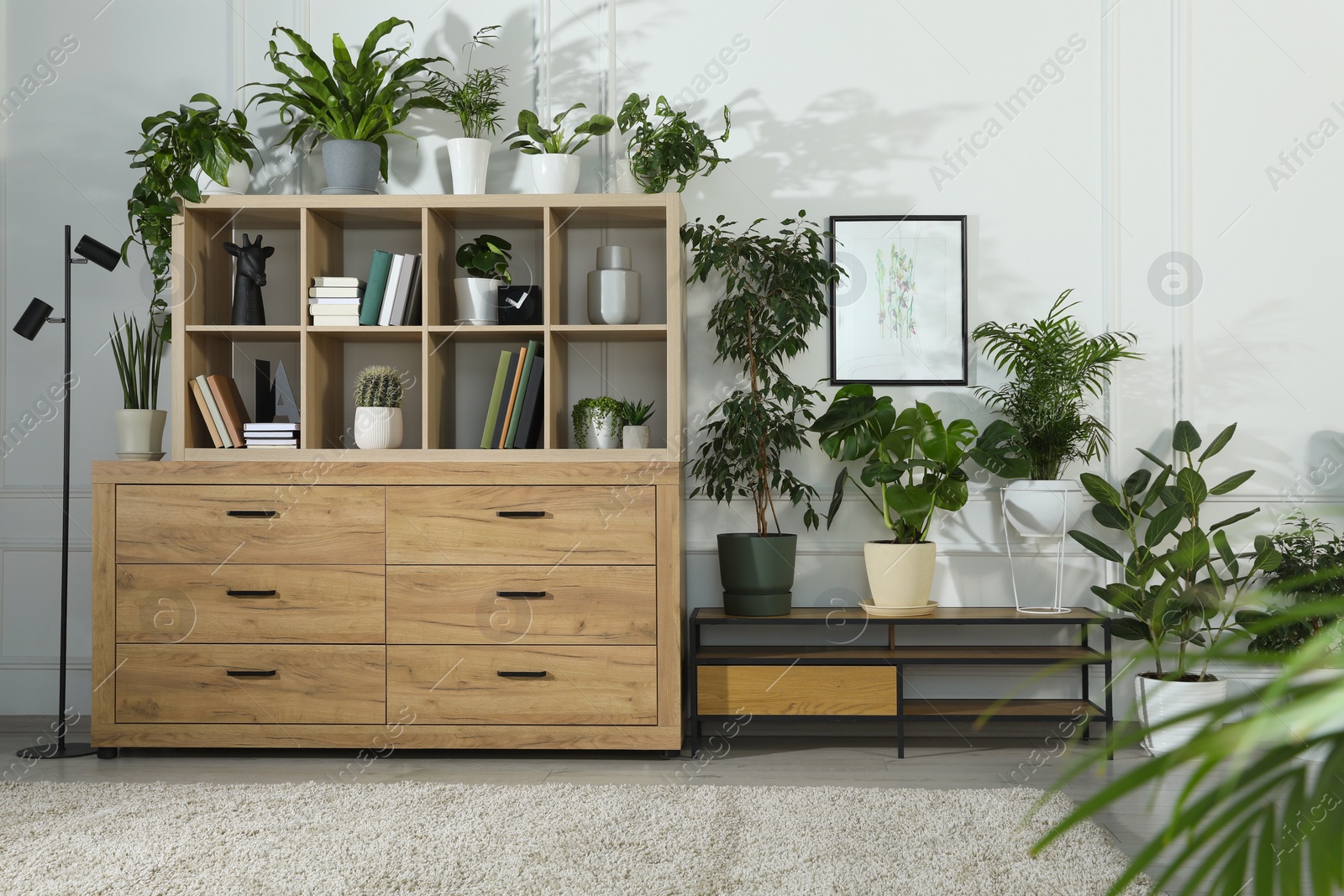 Photo of Wooden shelving unit, books and many potted houseplants indoors