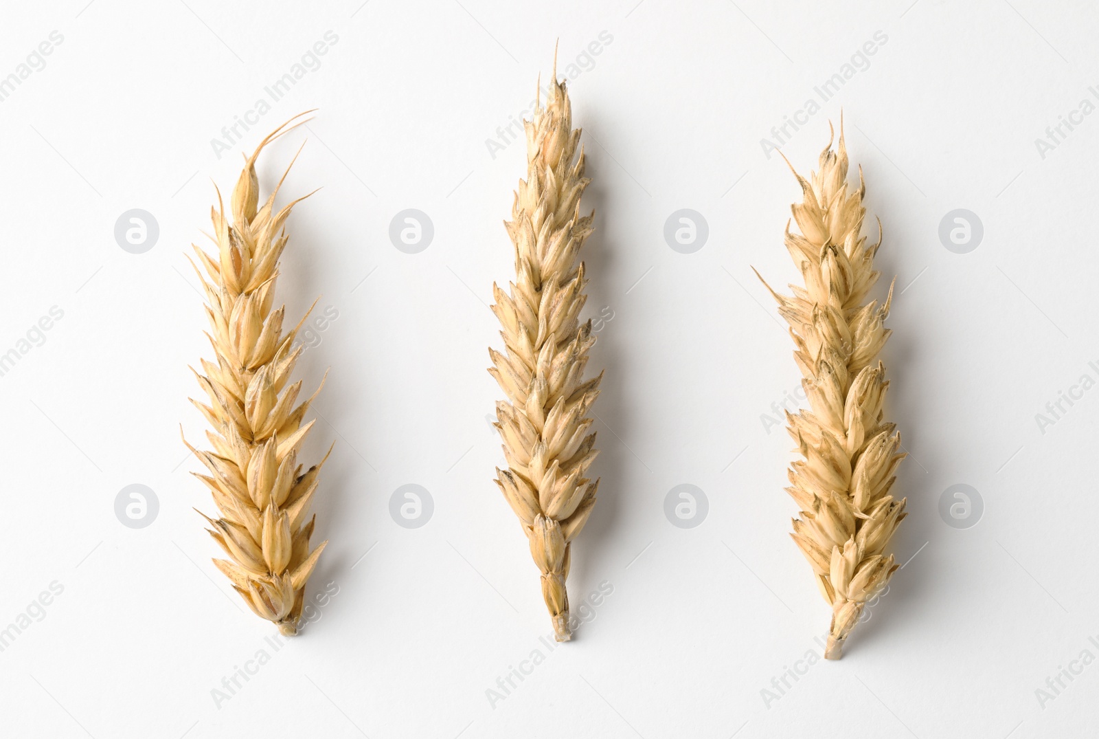 Photo of Ears of wheat on white background, top view