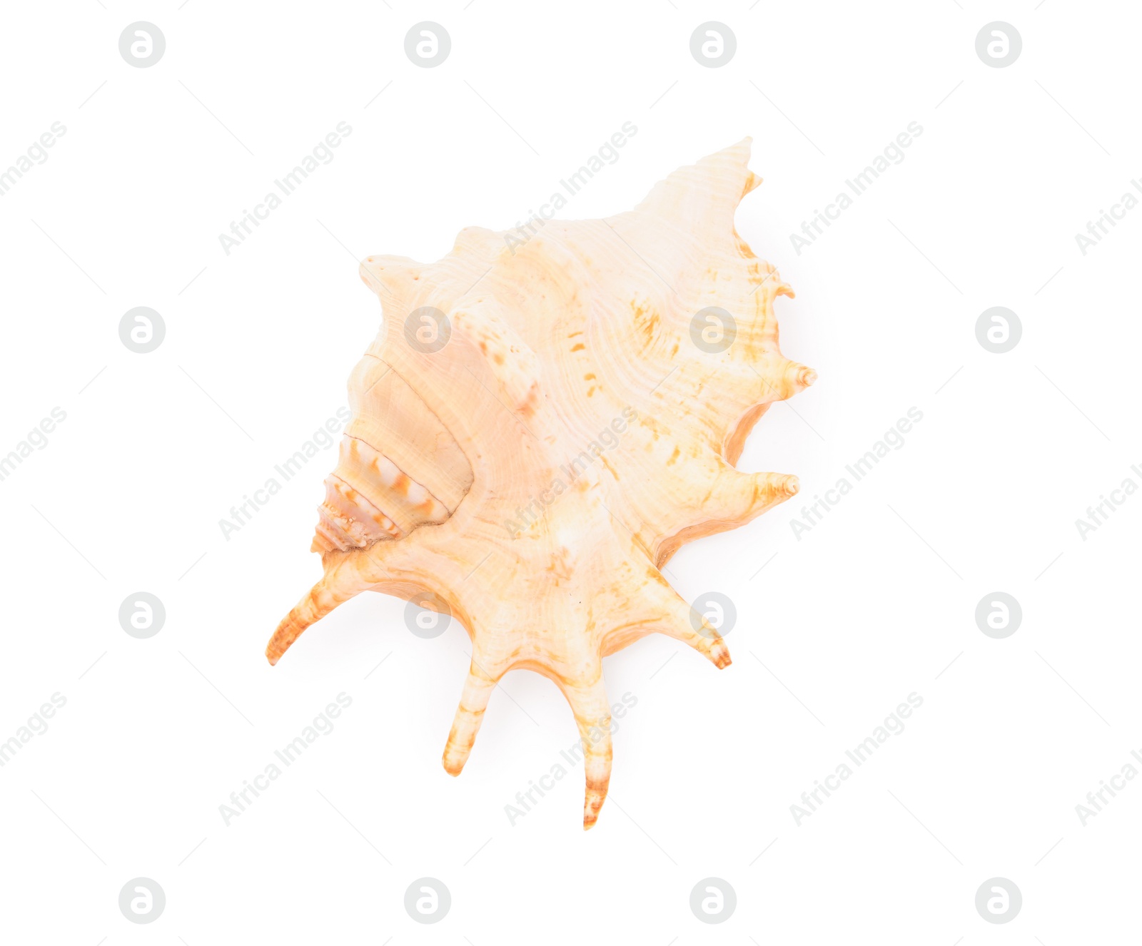 Photo of Beautiful seashell isolated on white, top view. Beach object
