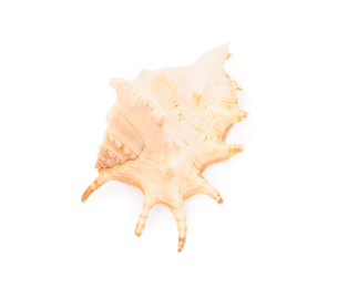 Photo of Beautiful seashell isolated on white, top view. Beach object