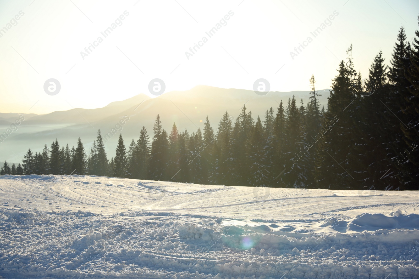 Photo of Picturesque view of conifer forest covered with snow on winter day