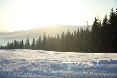 Picturesque view of conifer forest covered with snow on winter day