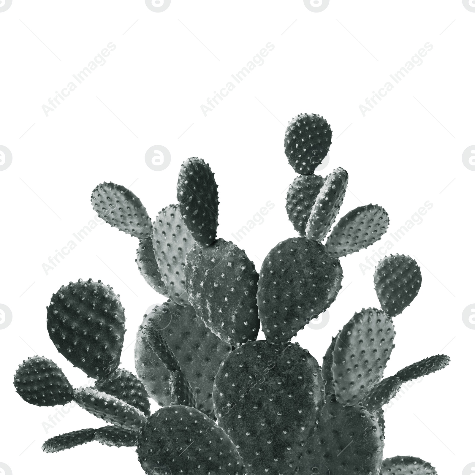 Image of Beautiful big cactus on white background. Color toned