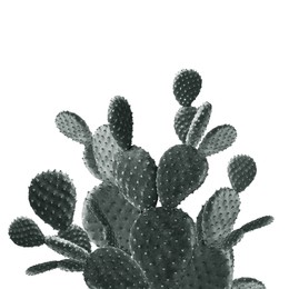 Beautiful big cactus on white background. Color toned