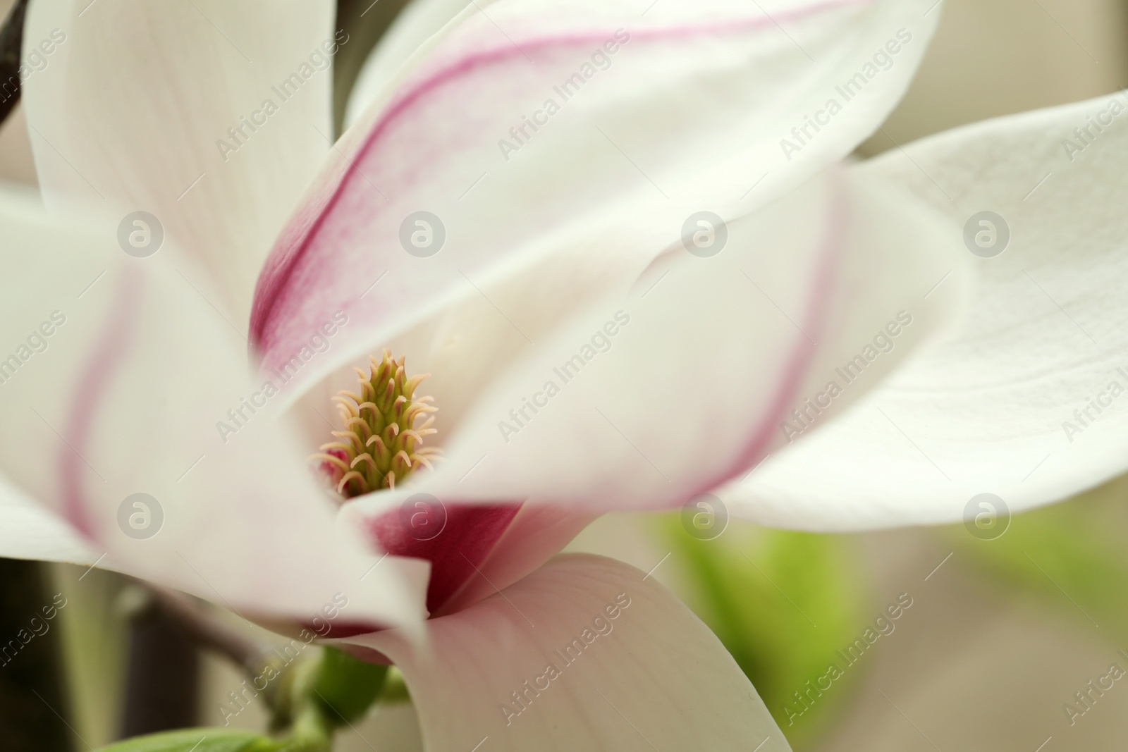 Photo of Beautiful white magnolia flower on blurred background, closeup
