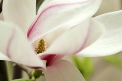 Photo of Beautiful white magnolia flower on blurred background, closeup