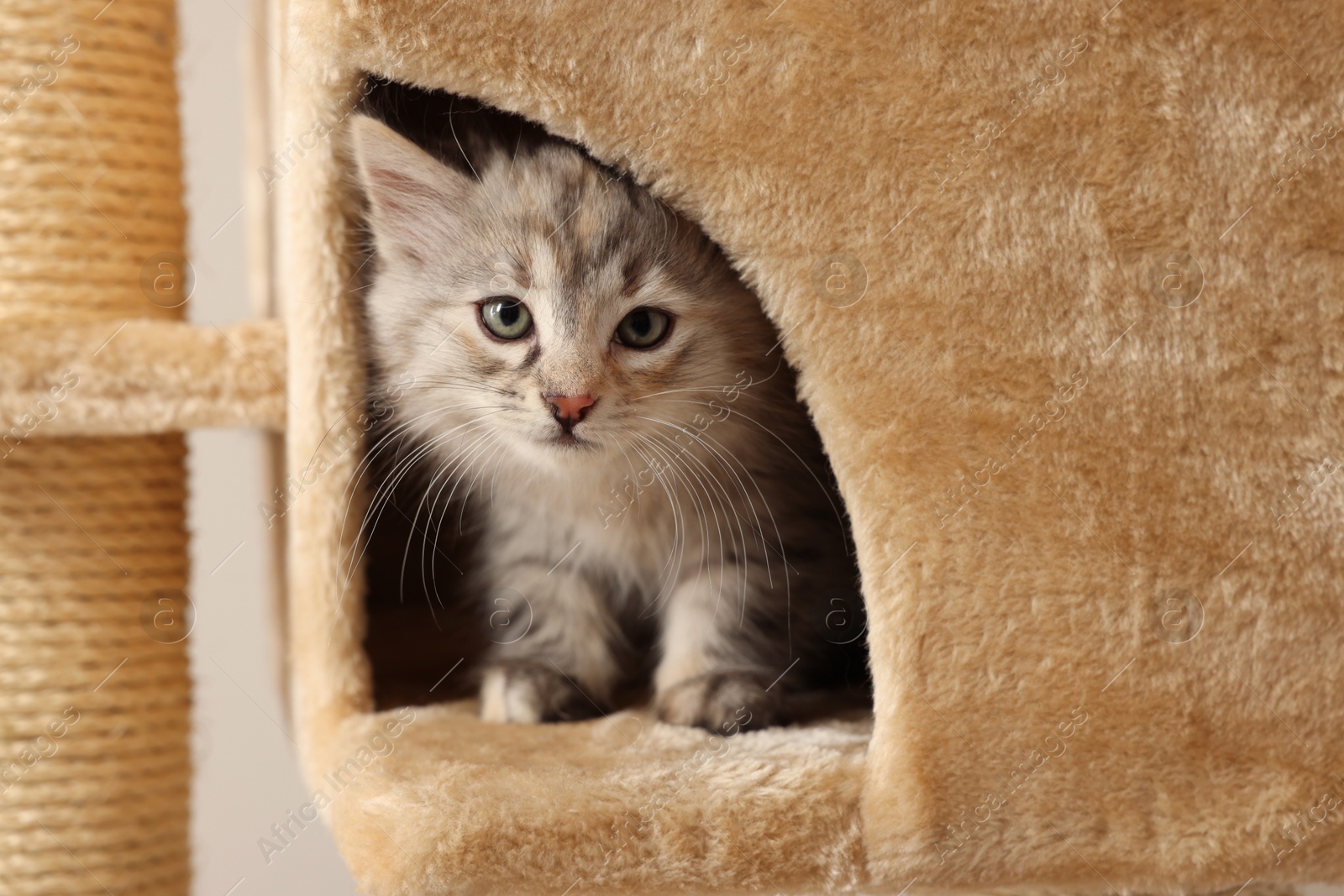 Photo of Cute fluffy kitten exploring house on cat tree