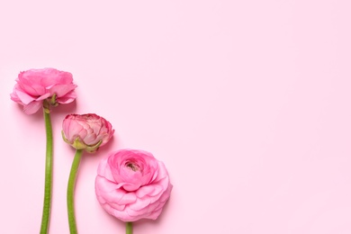 Beautiful ranunculus flowers on light pink background, flat lay. Space for text