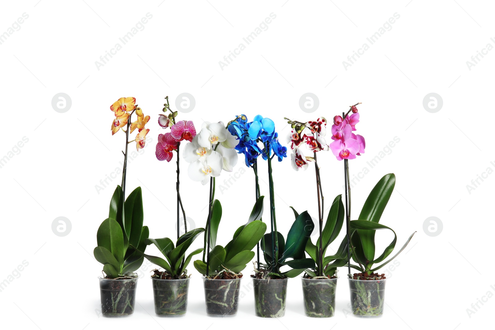 Photo of Beautiful tropical orchid flowers in pots on white background