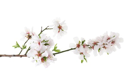 Photo of Beautiful blossoming tree branch with flowers isolated on white. Spring season