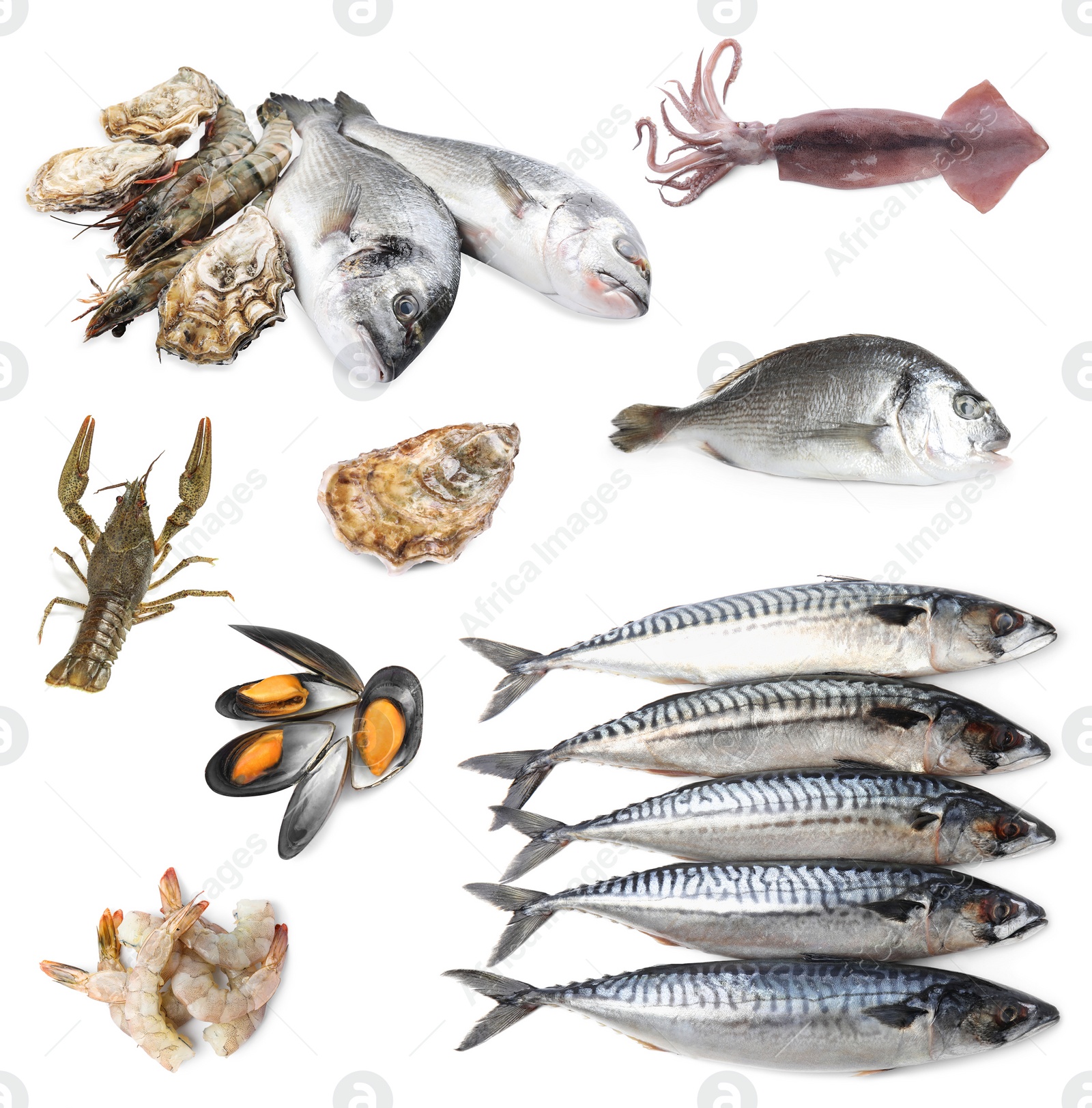 Image of Collage with different seafood on white background