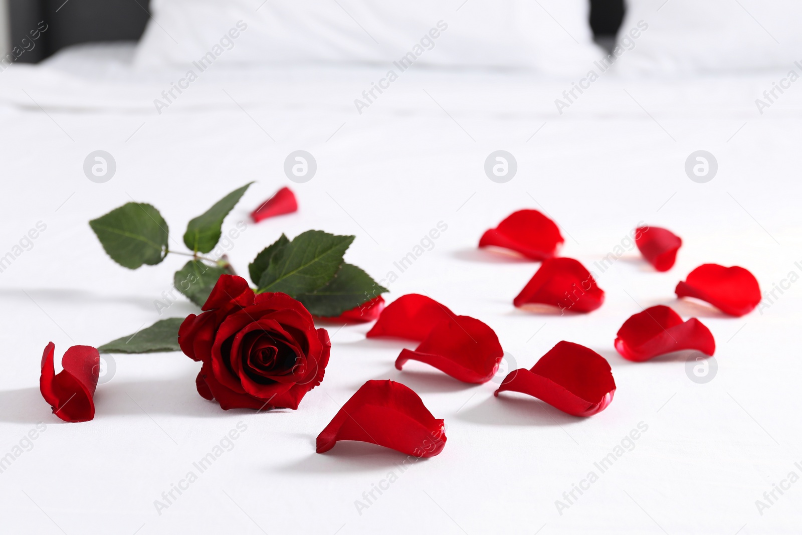 Photo of Honeymoon. Red rose and petals on bed, closeup