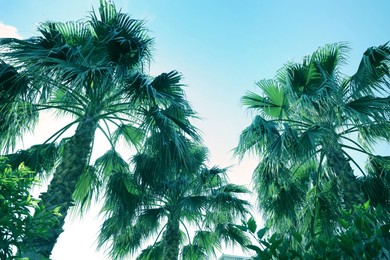 Image of Beautiful view of palm trees outdoors. Stylized color toning