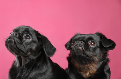 Adorable black Petit Brabancon dogs on pink background