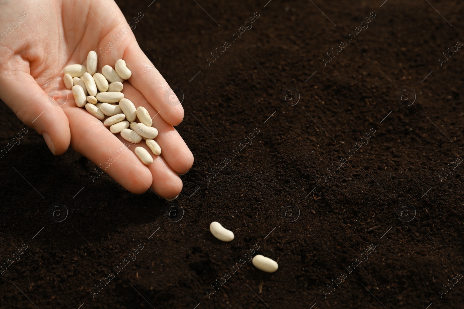 Photo of Woman planting beans into fertile soil, closeup. Vegetable seeds