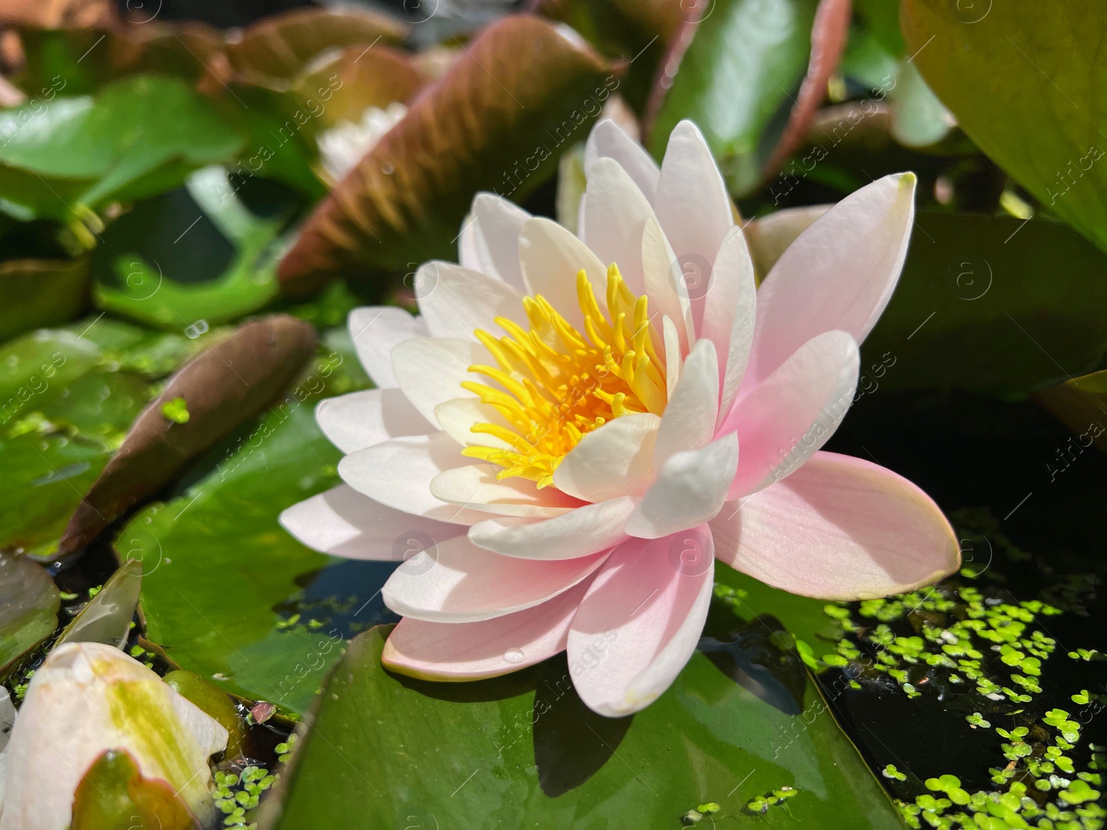 Photo of Gorgeous blooming water lily in pond on sunny day