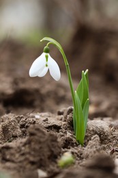Photo of Beautiful snowdrop blooming in field. First spring flowers