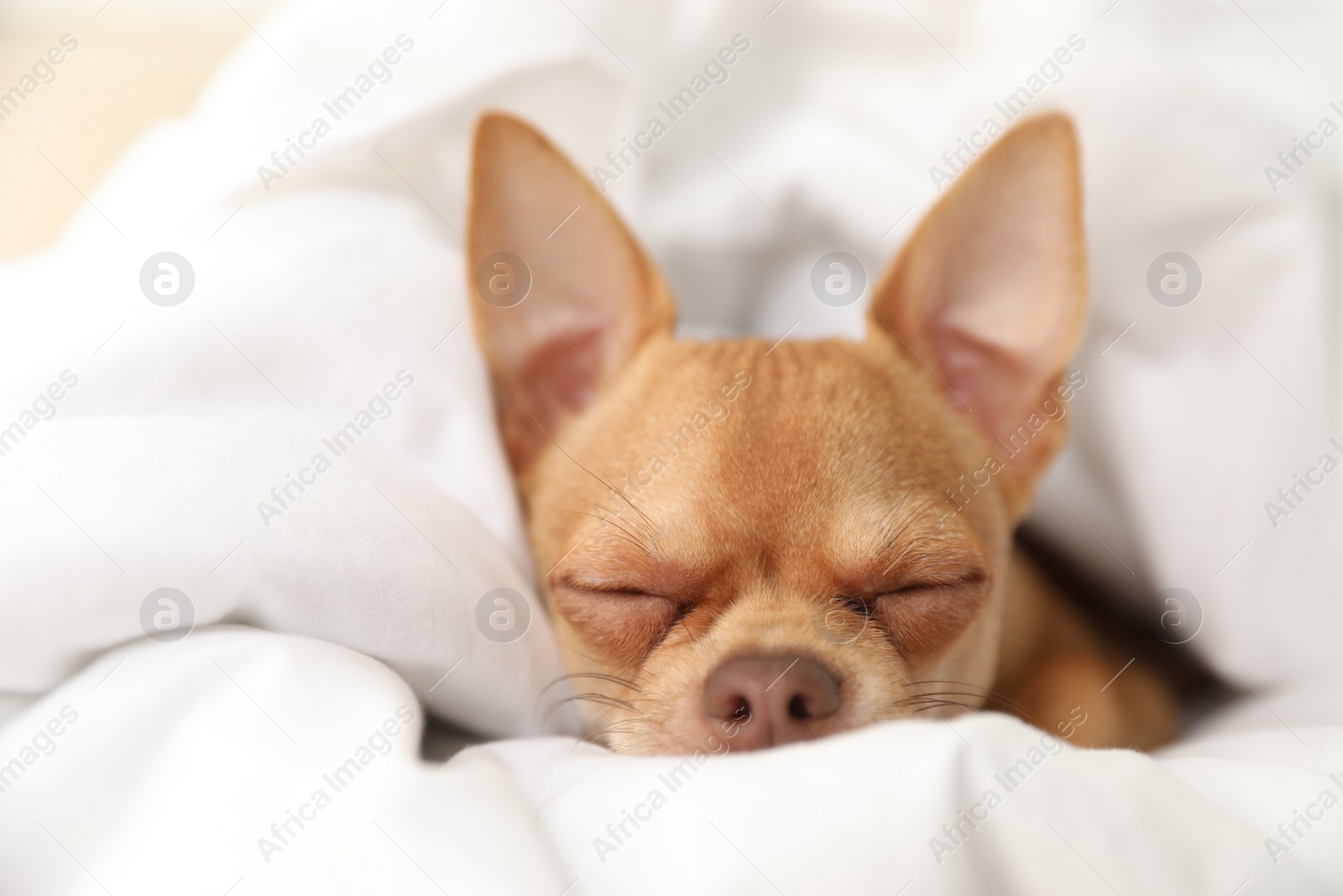 Photo of Cute Chihuahua dog sleeping under blanket at home, closeup