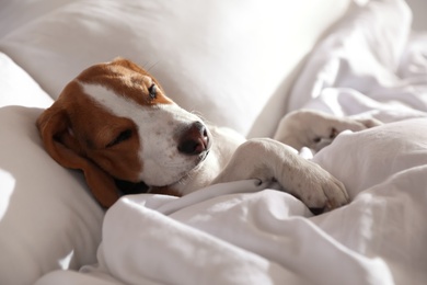 Cute Beagle puppy sleeping in bed. Adorable pet