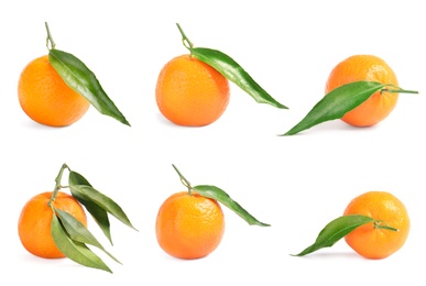 Set of fresh ripe tangerines with green leaves on white background