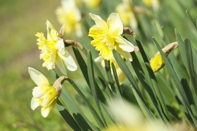 Photo of Beautiful daffodils growing in garden on sunny day, closeup