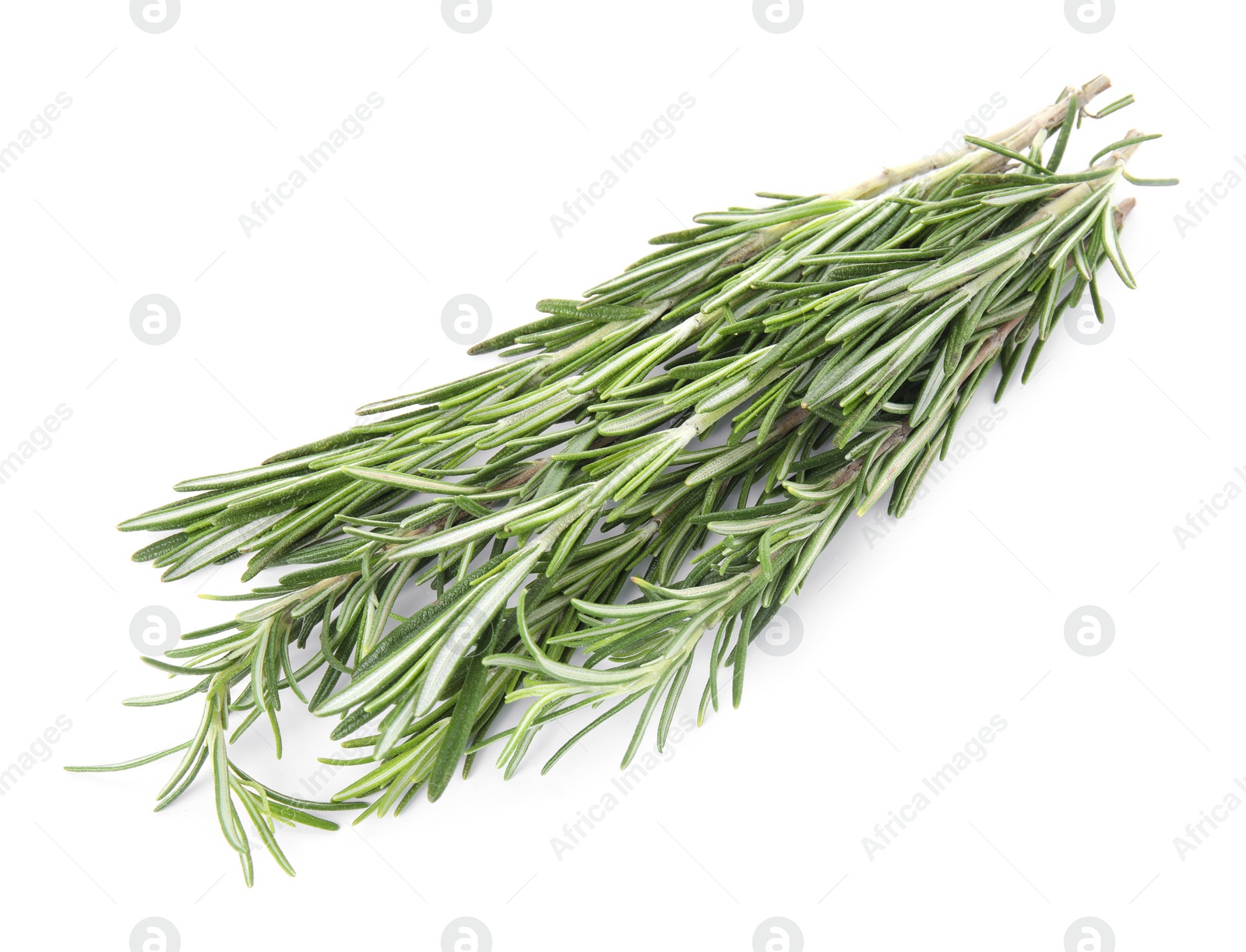 Photo of Fresh green rosemary twigs on white background