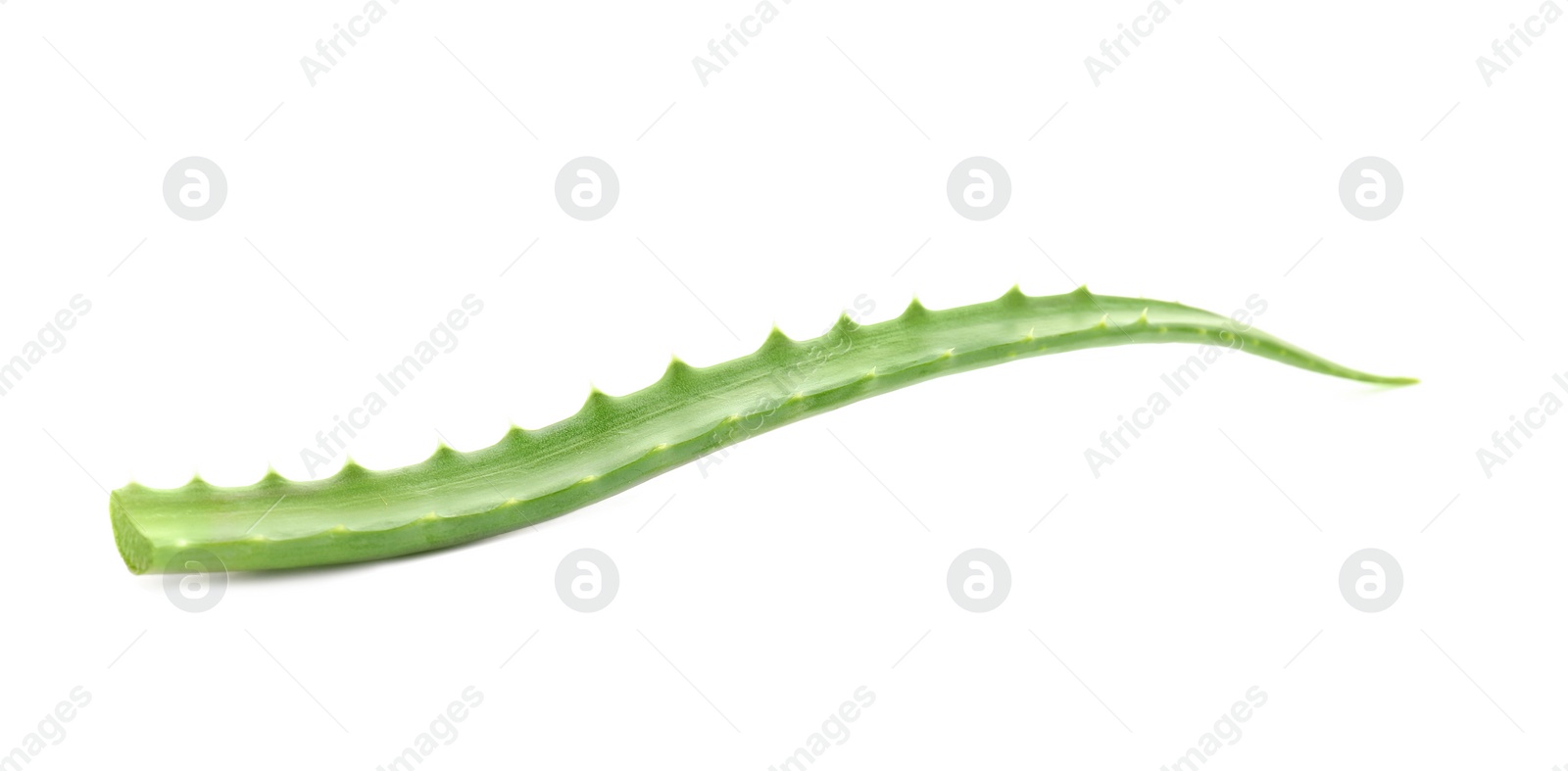 Photo of Aloe vera leaf on white background