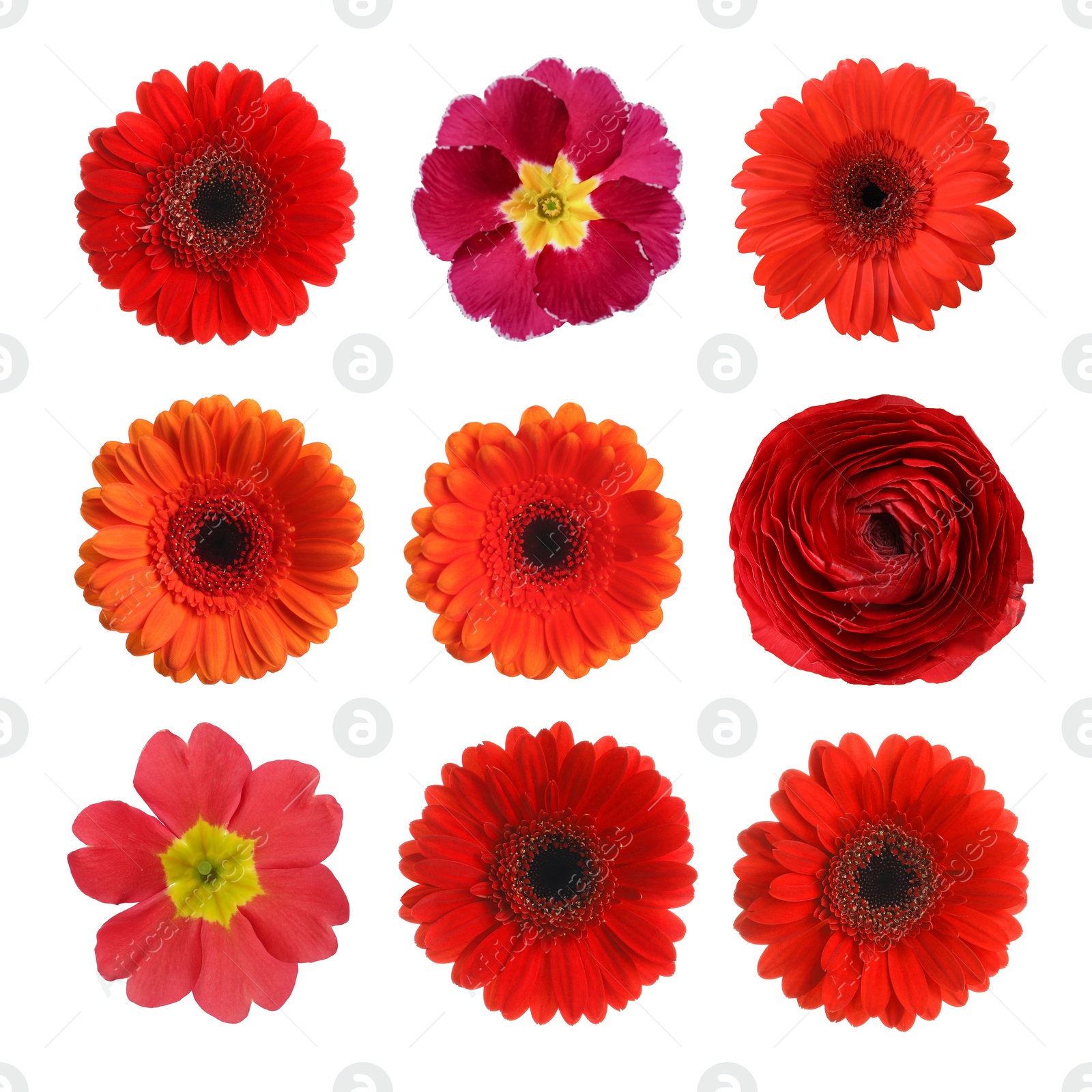 Image of Set with different beautiful flowers on white background