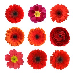 Set with different beautiful flowers on white background