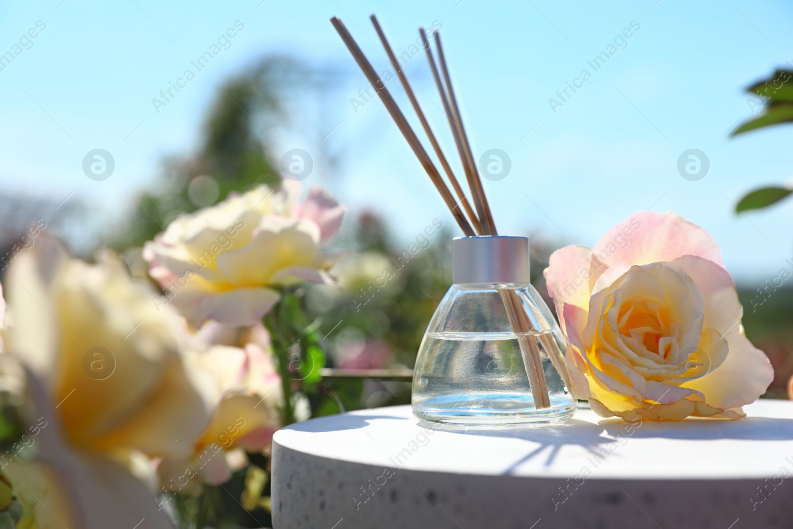 Photo of Aromatic reed air freshener and rose on white table in blooming garden, space for text. Natural essential oil