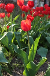 Photo of Beautiful red tulip flowers growing in garden. Spring season